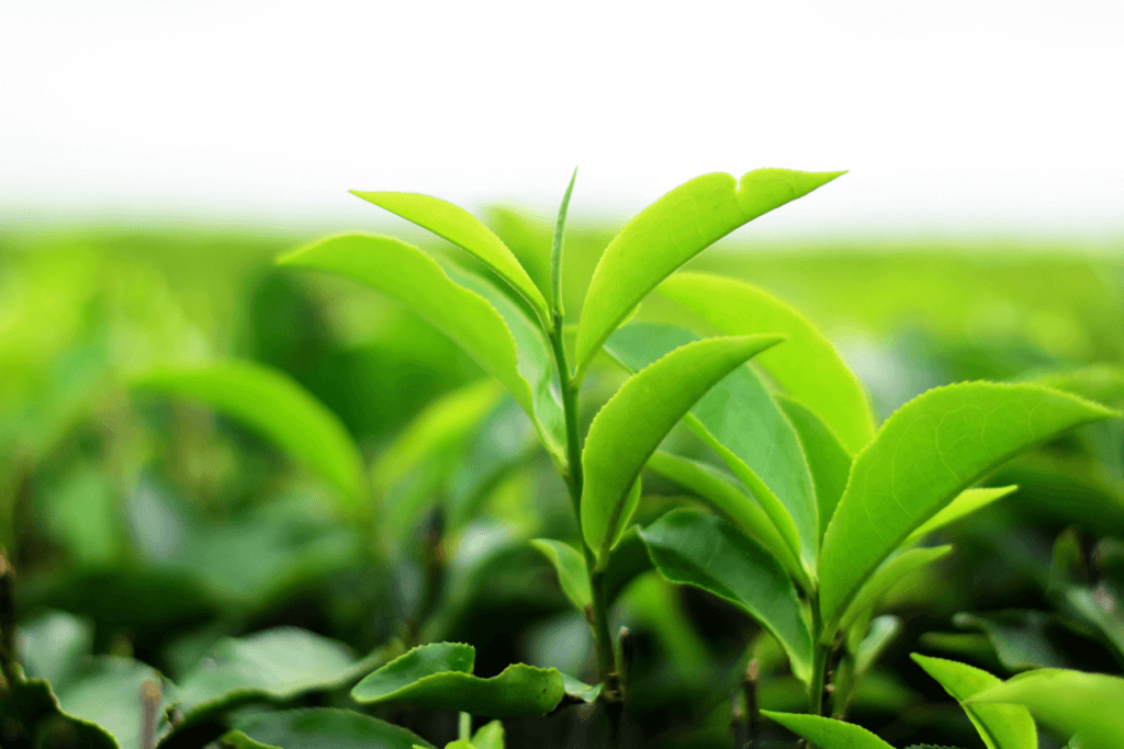 A field of green tea leaves.