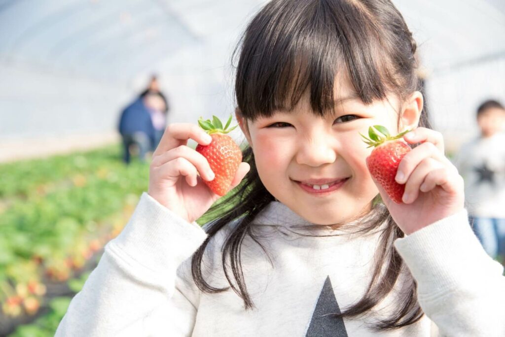 A young girl holding up two bright red strawberries in a greenhouse in Fukuoka, Japan.