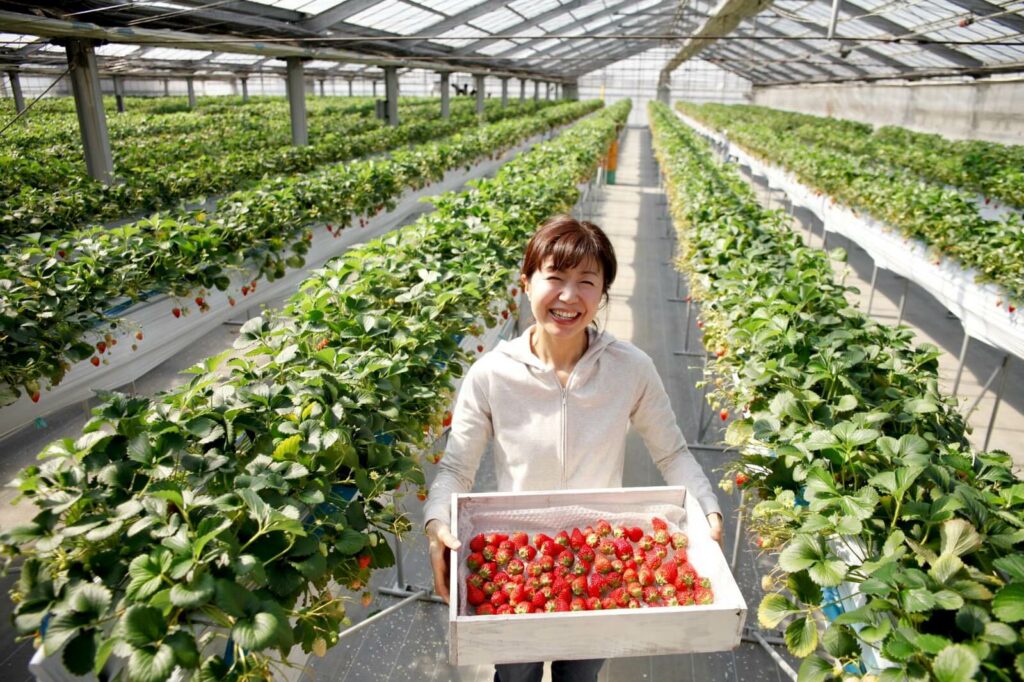 A woman carrying a basket full of bright red strawberries in a greenhouse in Fukuoka, Japan.