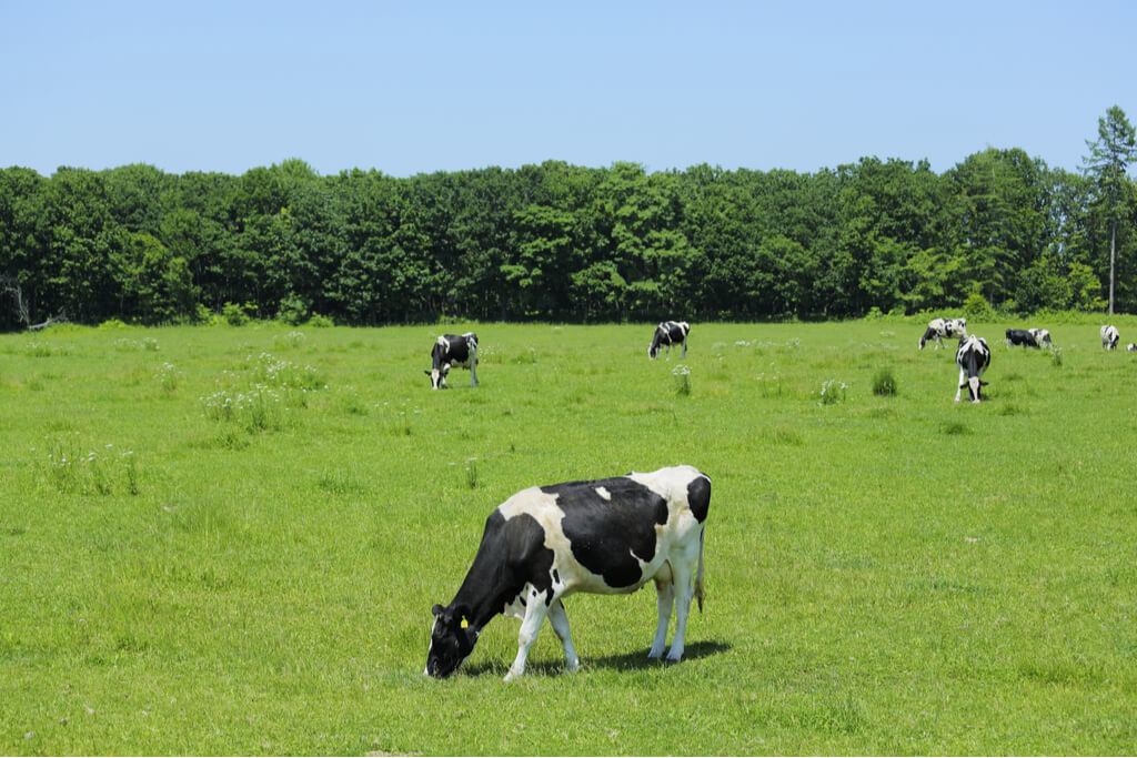 Healthy cows grasing in the pastures of Hokkaido, Japan. 
