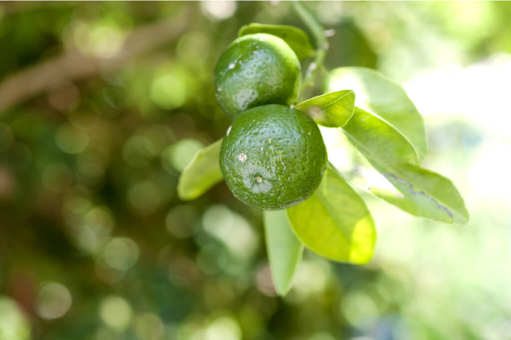 Okinawa s Shikuwasa Citrus Benefits Of The Japanese Fruit Sakuraco Okinawa s Shikuwasa Citrus Benefits Of The Japanese Fruit Sakuraco