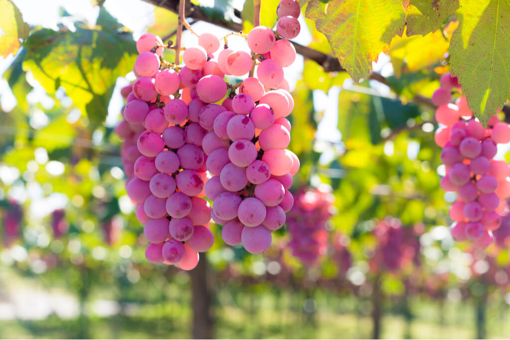 Japanese Kyoho grapes in a vineyard in the Mt Fuji area in Yamanashi