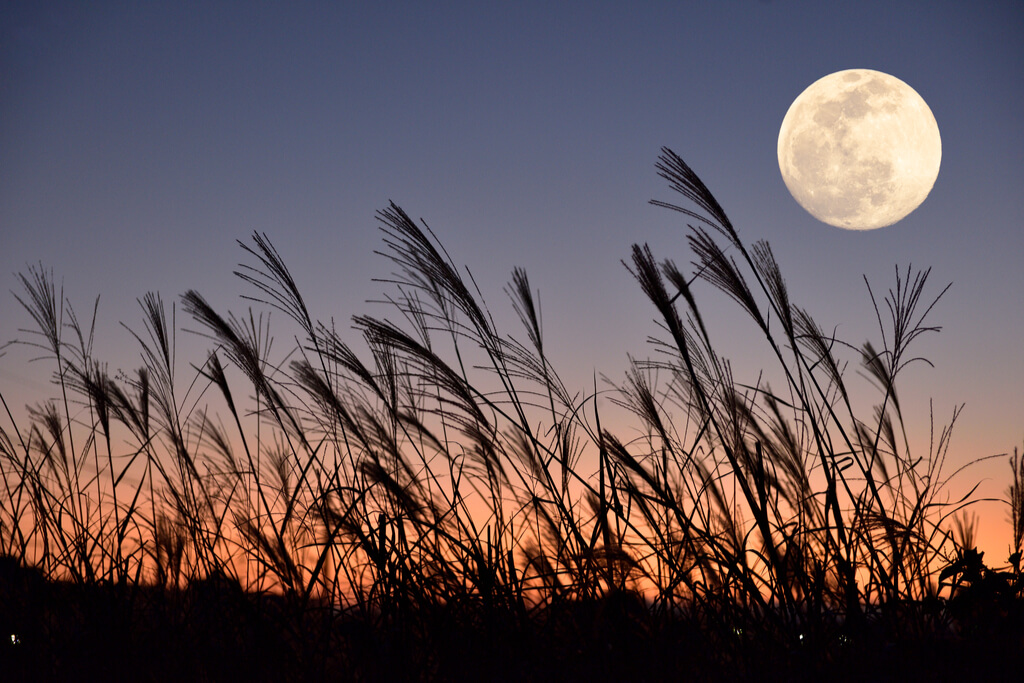 The full moon during the sunset with many reeds in the foreground around Japanese moon viewing season.