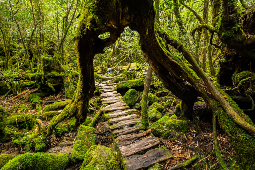 The beautiful hiking trail on Yakushima with a wooden trail cutting under a tree with many moss-covered stones and trees around it.