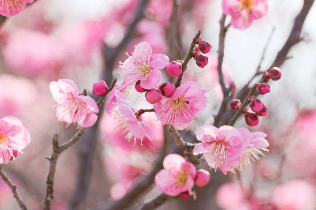 The blossoms of an ume tree with many pink petals, and pink bright pink buds along the branches.
