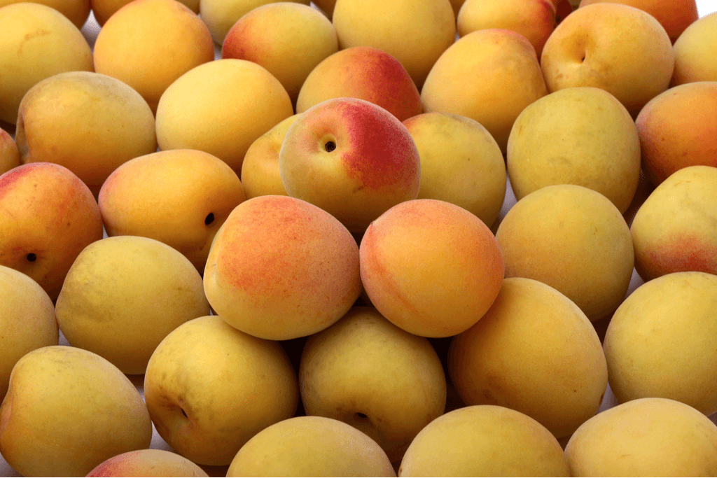 Many freshly-picked ume fruit on a white table with many of them being yelllow, orange, or red.