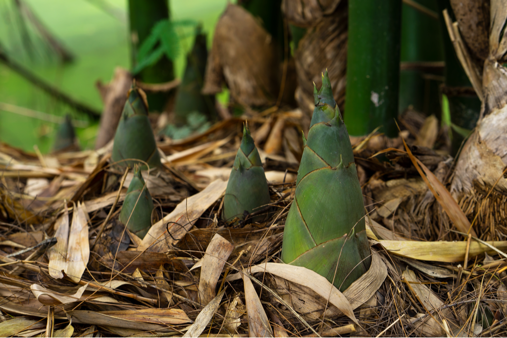 Small, green conical bamboo shoots among a bunch of brown leaf-litter.