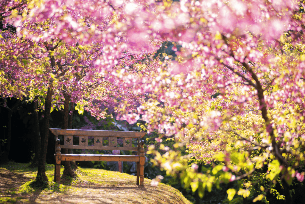 Cherry blossoms trees in a Japanese garden.