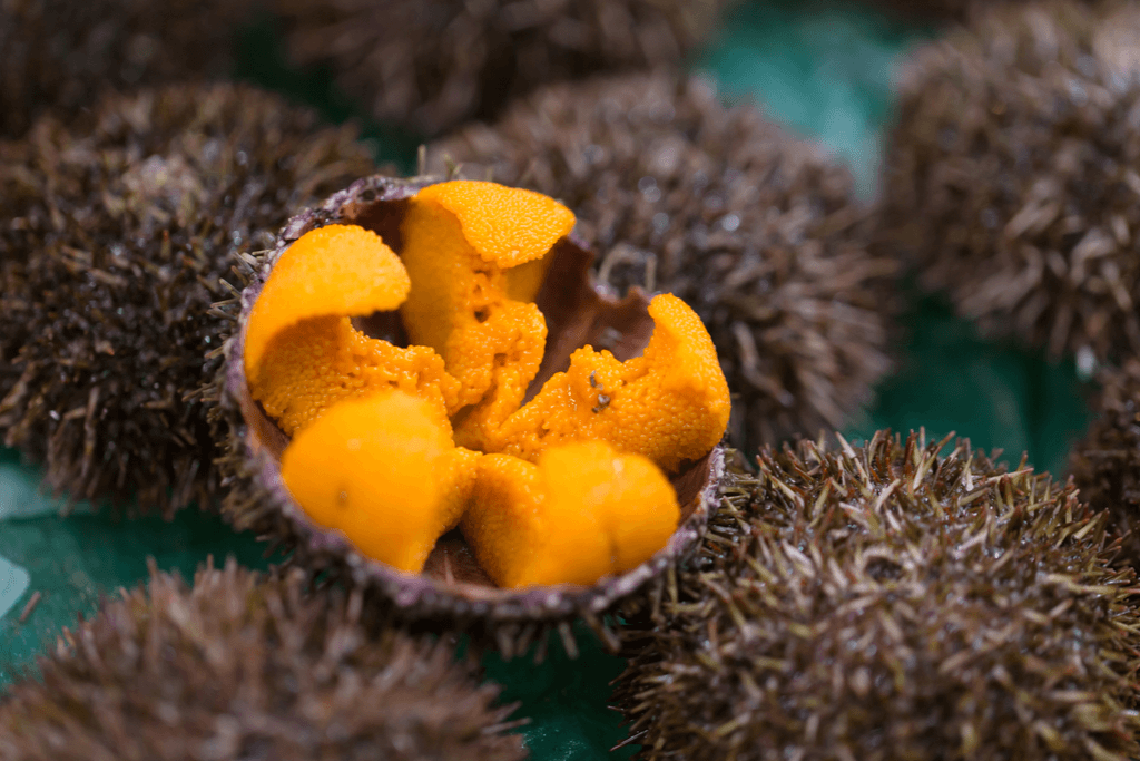 Many sea urchins in a fish market sit on a green tarp with one sea urchin cut open, revealing the bright orange uni inside.