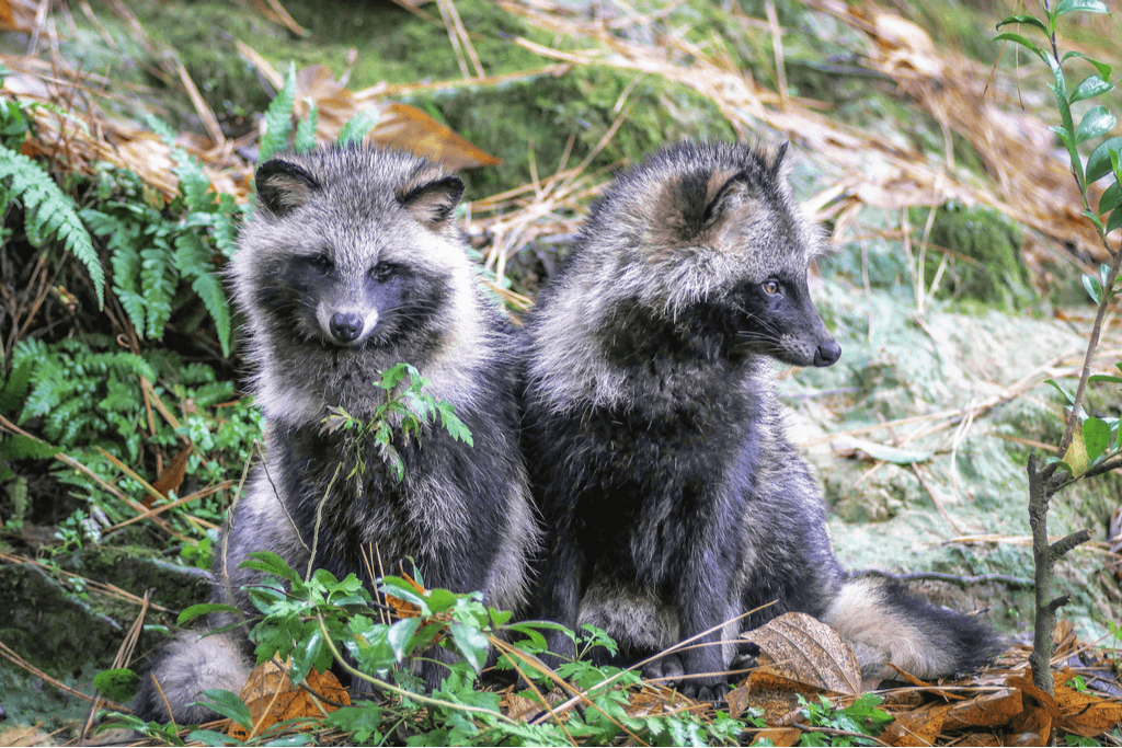 Two real-life tanuki, also known as raccoon dogs, sit together on all fours on a mountain in Japan with many leaves, green and brown around them.
