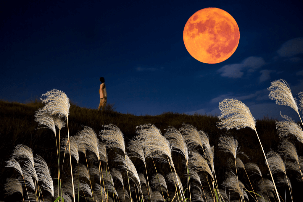 A person walking along the road among golden pampas grass, under a red harvest moon, symbolizing the tsukimi season.