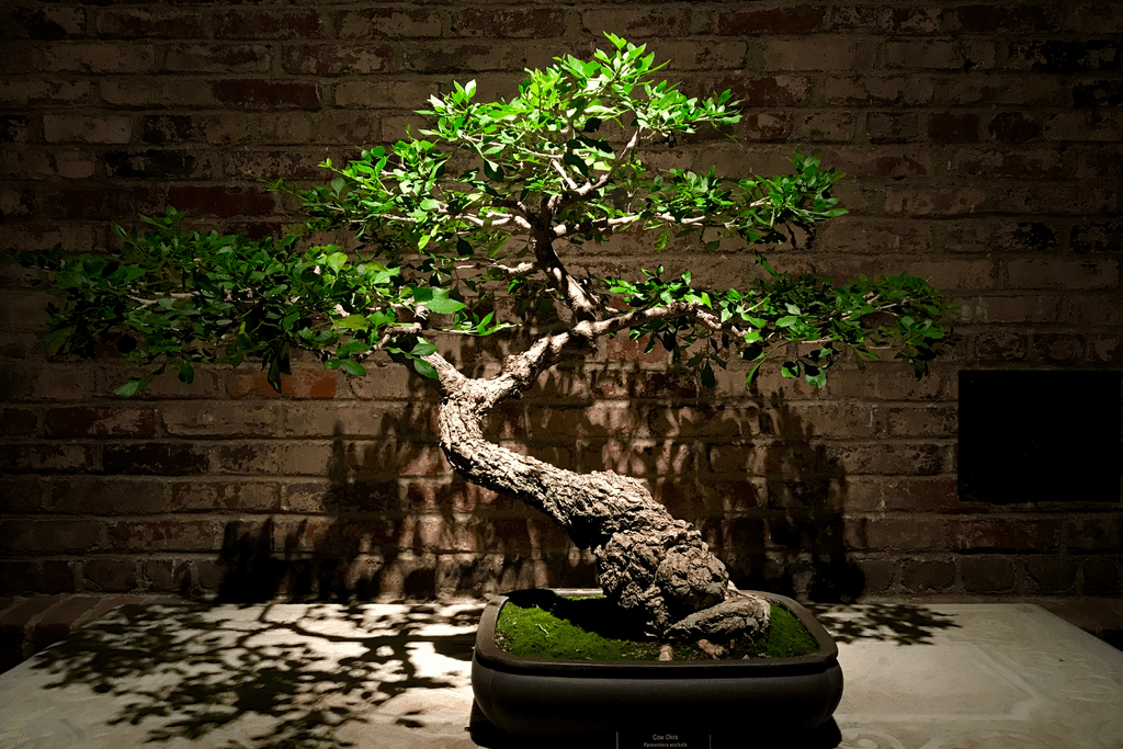 A photograph of a bonsai tree, which is a staple of Japanese home decor.