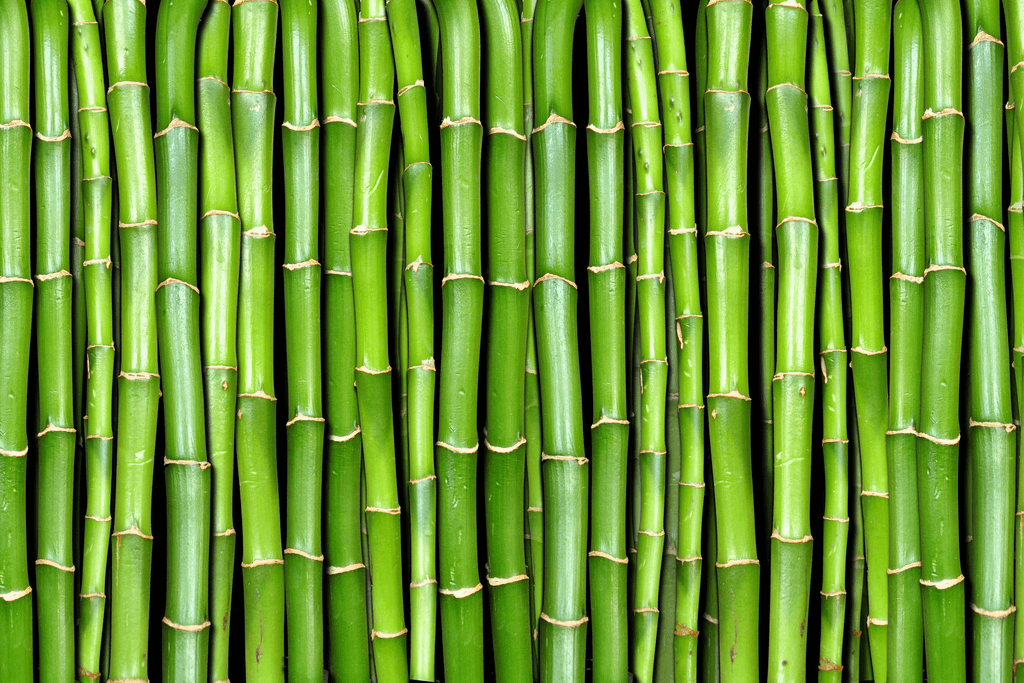 A vibrant photo of green bamboo packed tightly together.