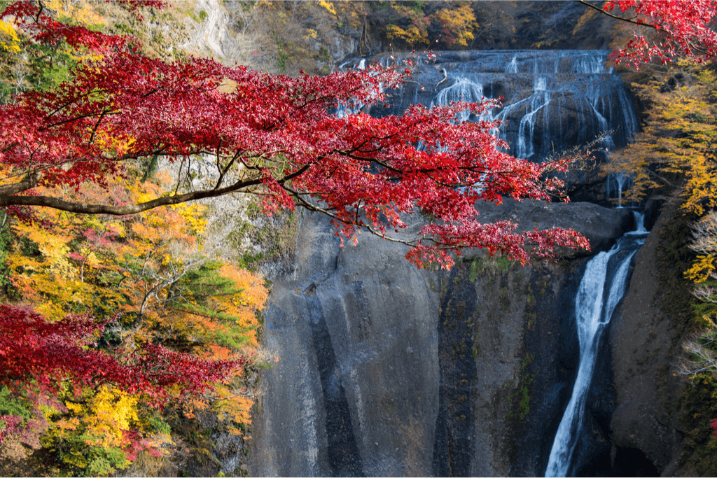 A picture of Fukuroda Falls, against some autumn foliage.