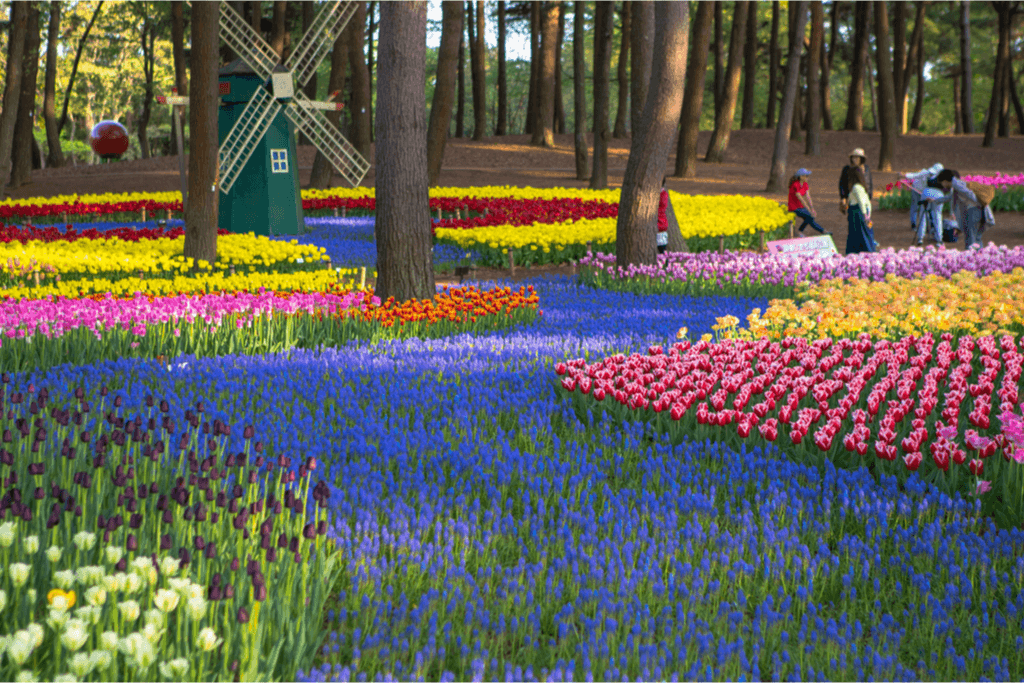 A pictures of multiple overlapping flower gardens at Hitachi Seaside Park, just a half hour away fro mMito, Ibaraki.