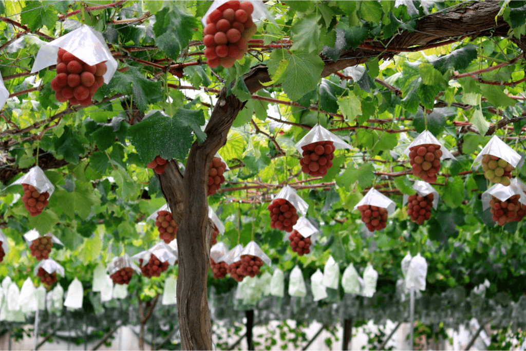 Multiple bunches of Japan ruby roman grapes handing off of vines in a greenhouse.