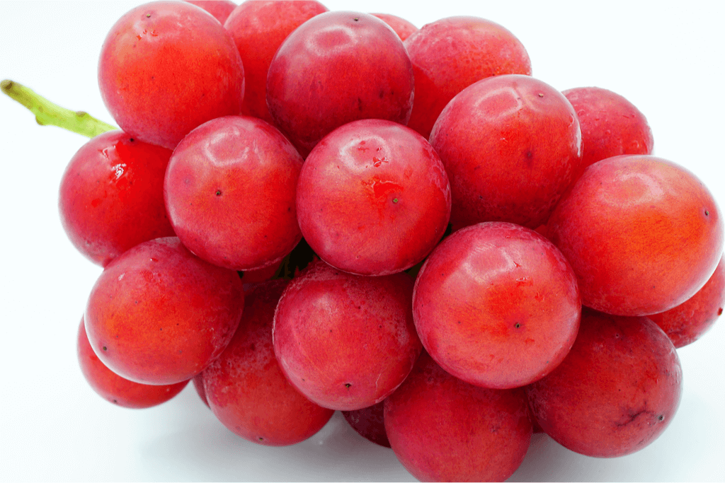 A close of Japan's Ruby Roman grapes. They are big and red.