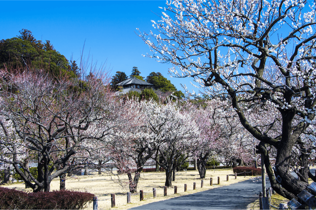 Karaikuen Garden during springtime with plum blossoms.  It's right in the heart of Mito, Ibaraki.