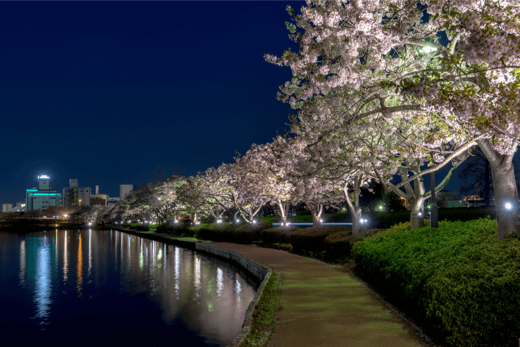 Mito, Ibaraki at night, among the cherry blossoms.
