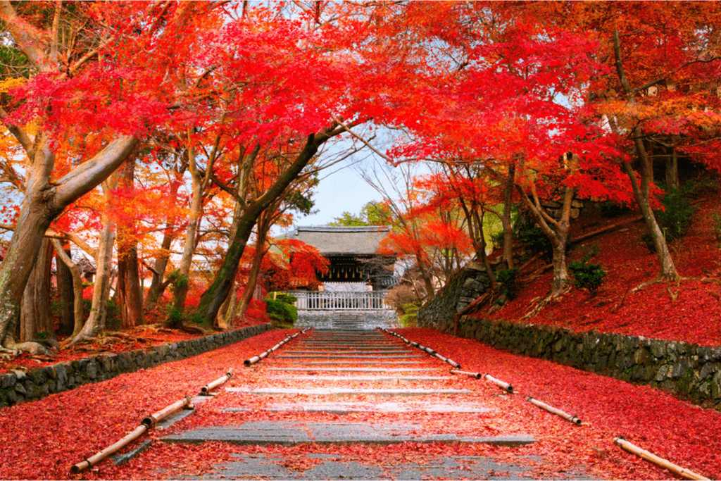 Some autumn scenery with a lot of red leaves.