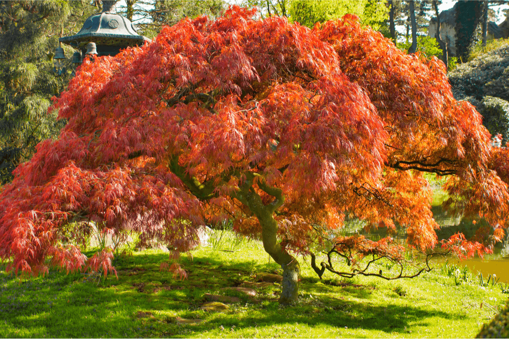 A large red maple tree in a garden.