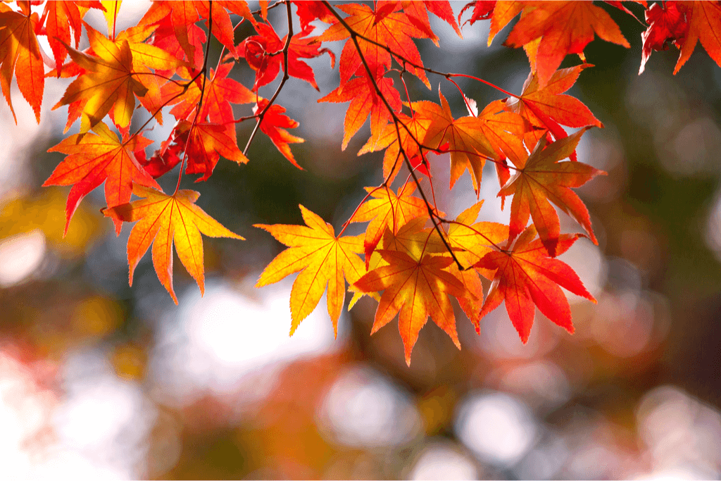 A picture of red maple (momiji), during the koyo season.