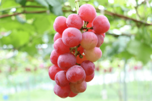 A bunch of Japan ruby roman grapes hanging off of a vine.