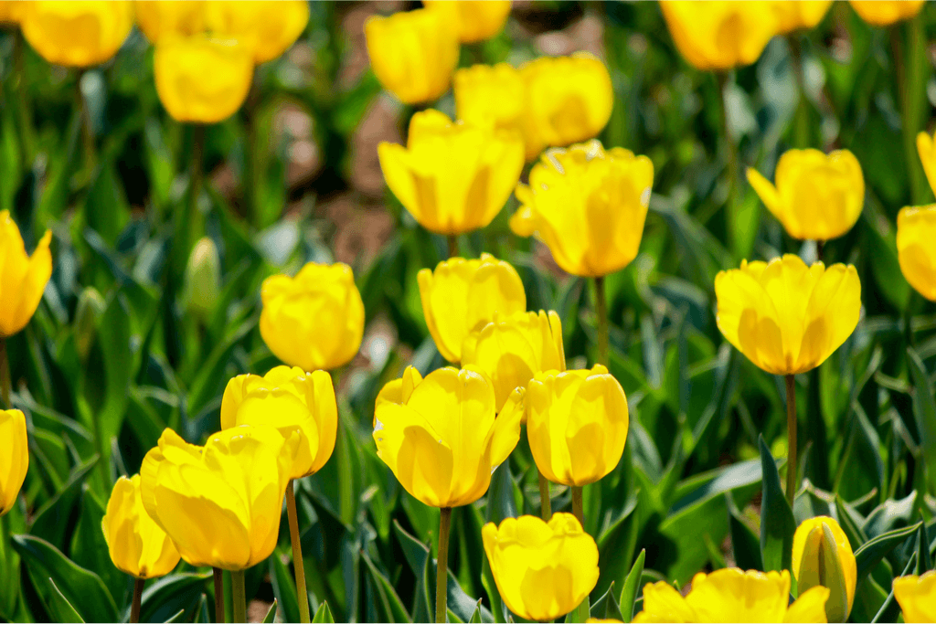 A bunch of yellow tulips at Showa Memorial Park in Tachikawa.