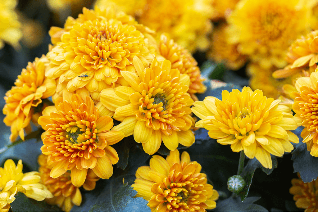 Another shot of yellow chrysanthemums.