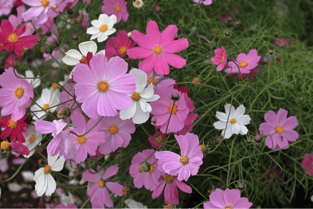 A shot of pink and white cosmos flowers, another set of Japanese autumn flowers.
