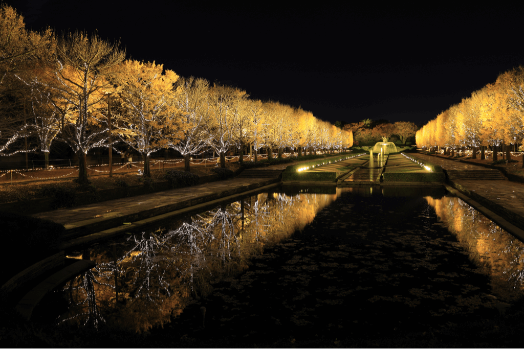 Illuminated ginkgo trees at Higo Park.
