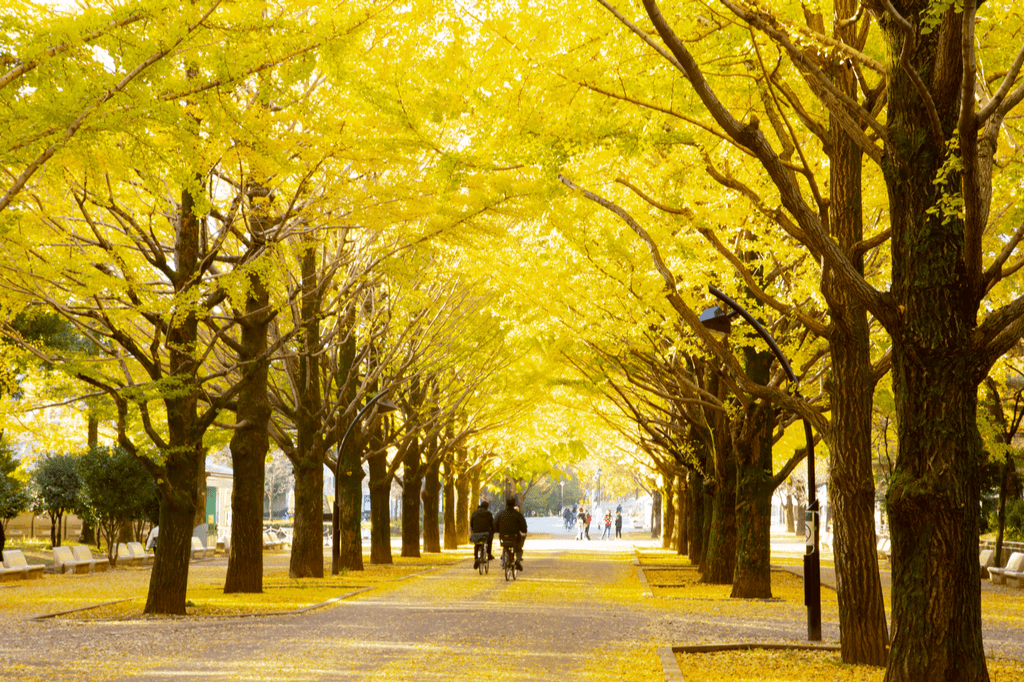 A row of ginkgo trees in Hikarigaoka Park, which also has Japanese gardens.