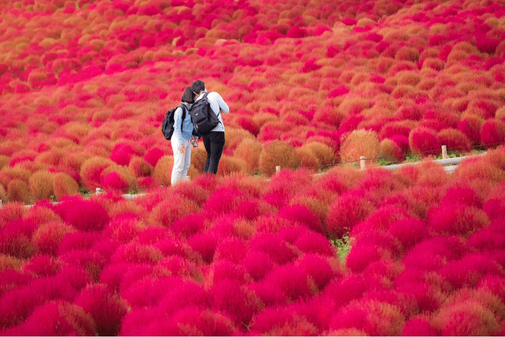 A couple walking among red kochia bushes in the autumn over in Ibaraki Prefecture.