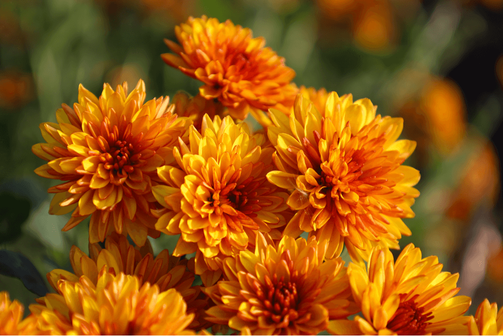 A sunset picture of yellow chrysanthemum flowers, which are Japanese autumn flowers. Many people enjoy these flowers during the koyo season.