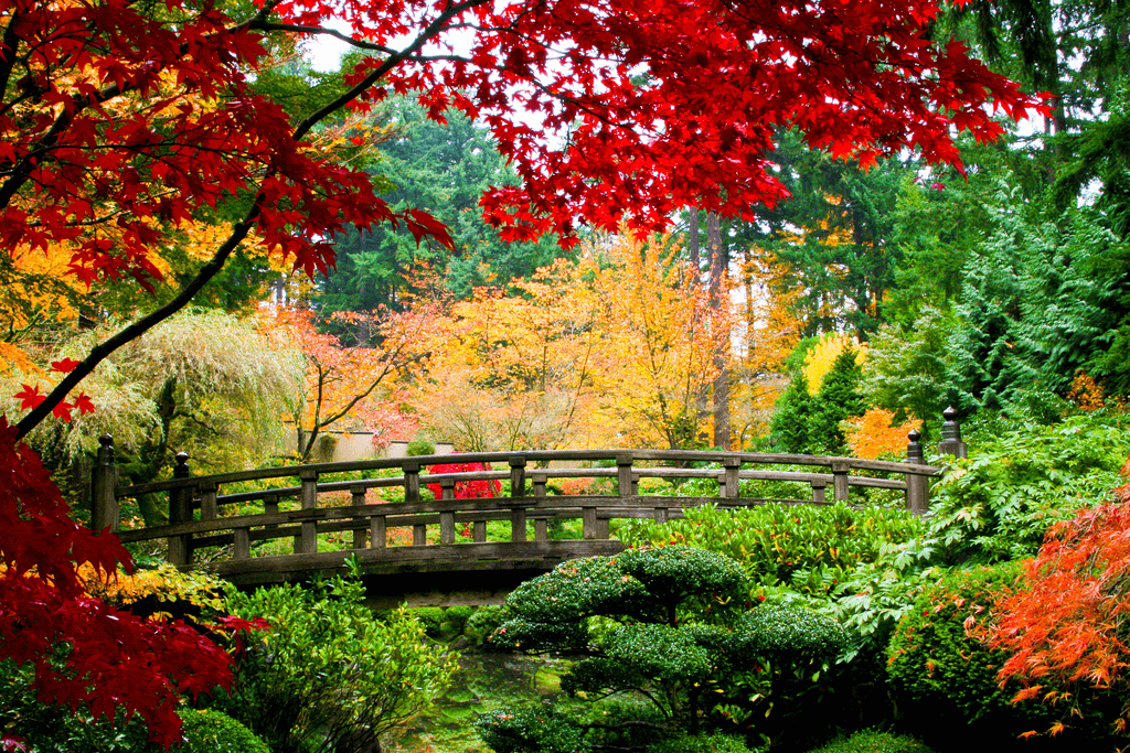 An autumn scene in a Japanese garden featuring leaves of red, green and gold.