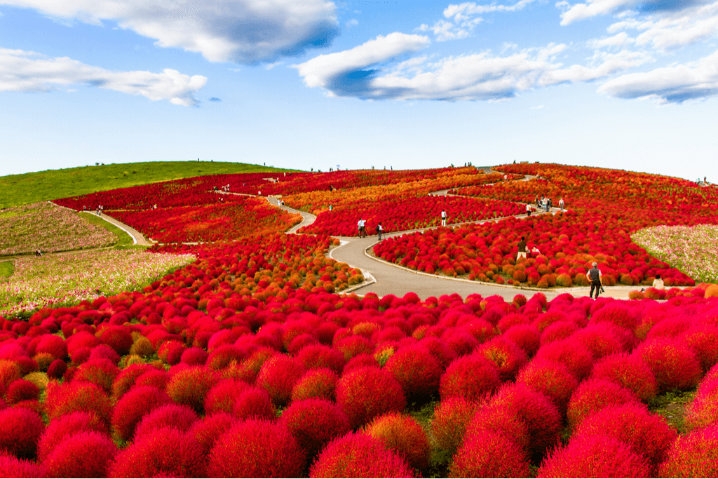 A field of bright red kochia bushes in Ibaraki. While it's not one of the more popular Japanese autumn flowers, they are still a sight to behold.