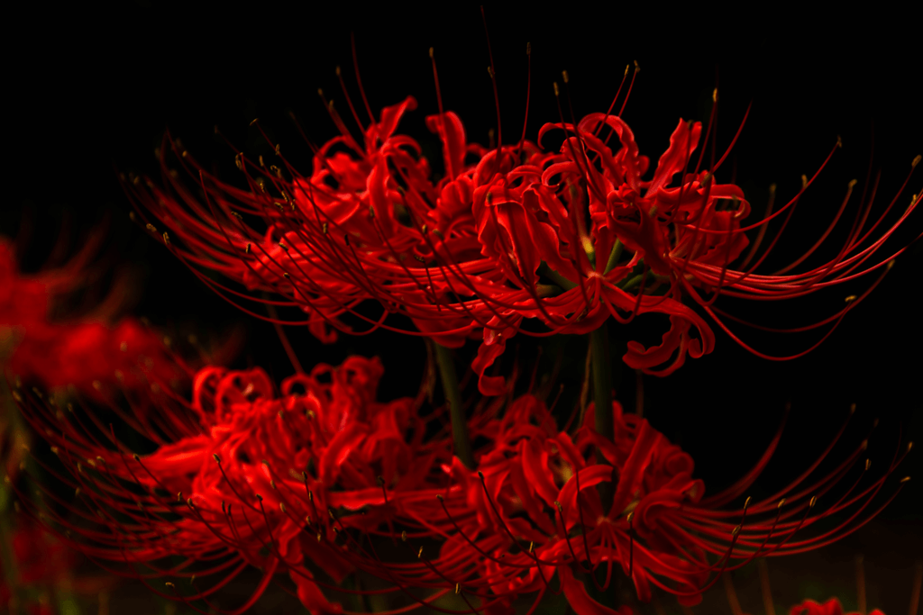 A dark shot of red spider lilies. They are red with skinny petals. These are the more mysterious of the Japanese autumn flowers.
