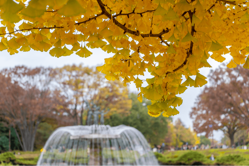 Ginkgo trees in Showa Memorial Park, with a fountain.