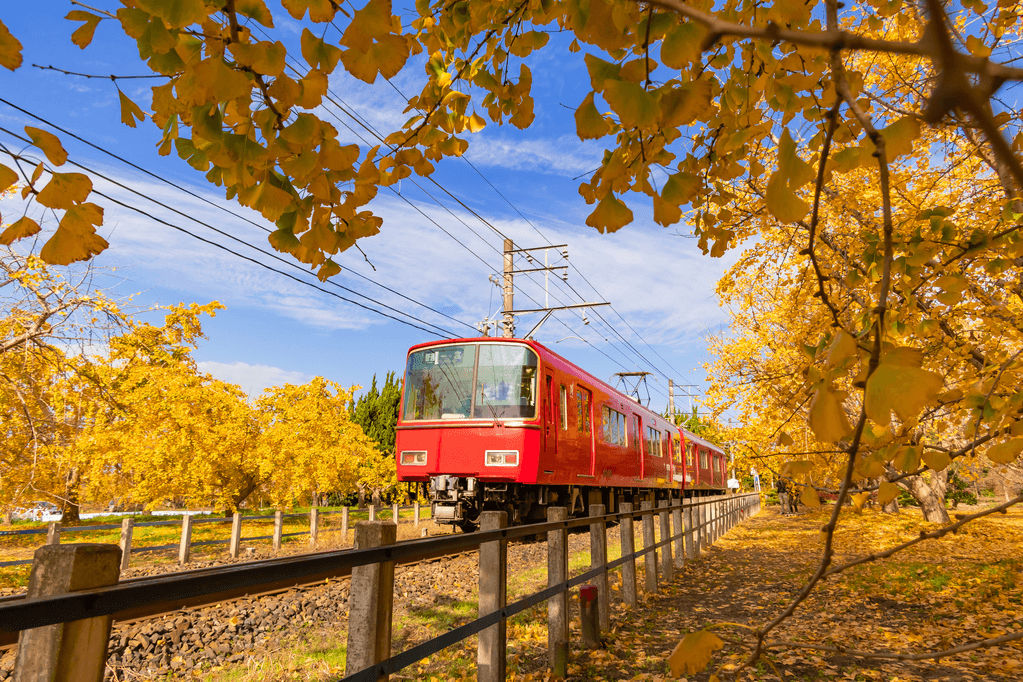 A red train operating amongst a sea of ginkgo trees in Sobue City, which has many Japanese gardens.