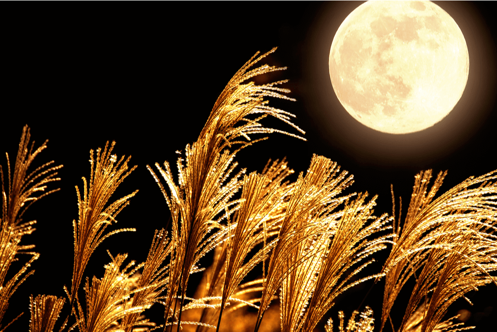A shot of a full moon among the pampas grass, in reference to the Kyoto Moon festival.