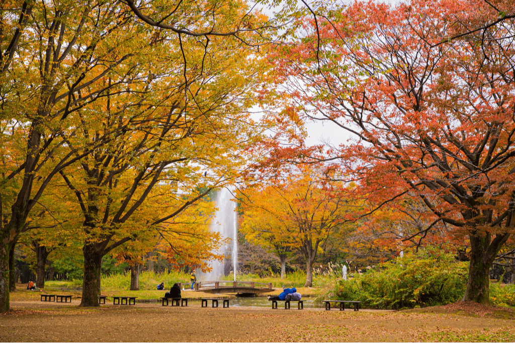 Ginkgo trees in Yoyogi Park, which has a lot of Japanese gardens.