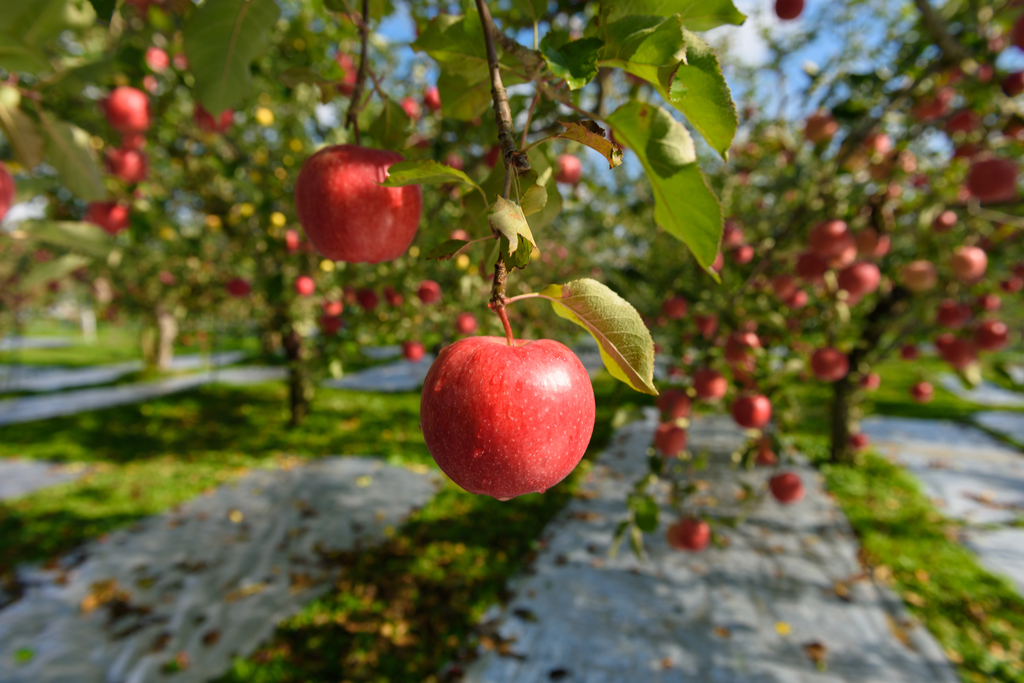An orchard featuring a close-up of an Aomori Japanese apple.