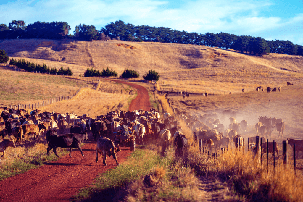 A herd of Wagyu beef cows running around in Tasmania, Australia.