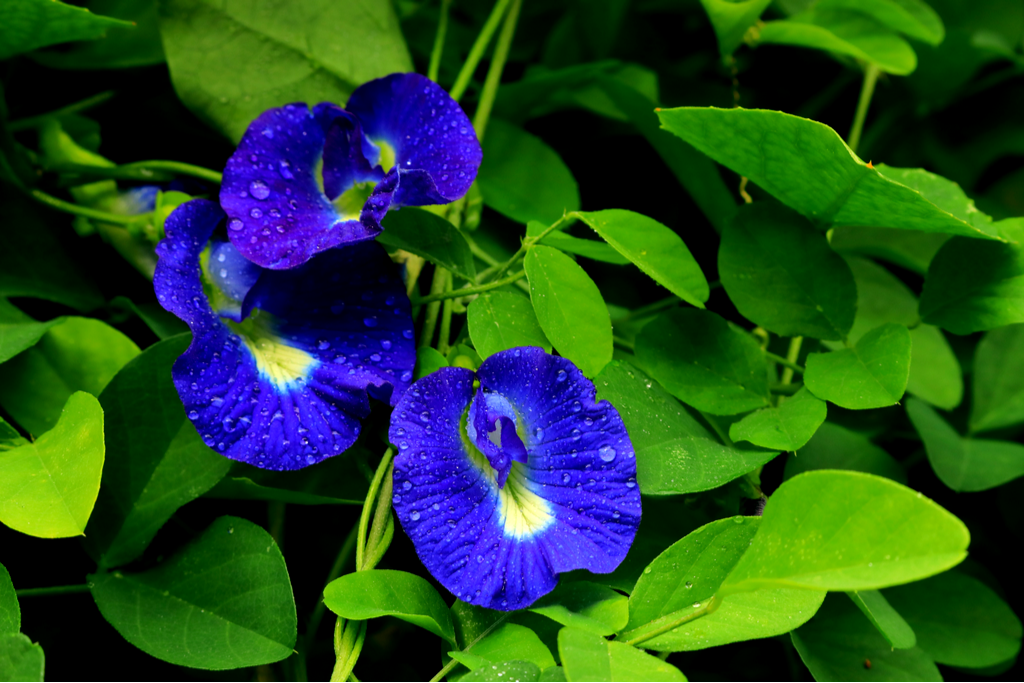 A picture of the butterfly pea flower. Its petals are a deep royal blue. It's used in Japanese apple jam.