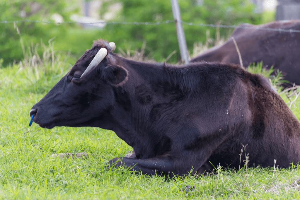 A Japanese Black cow relaxing in the pasture.