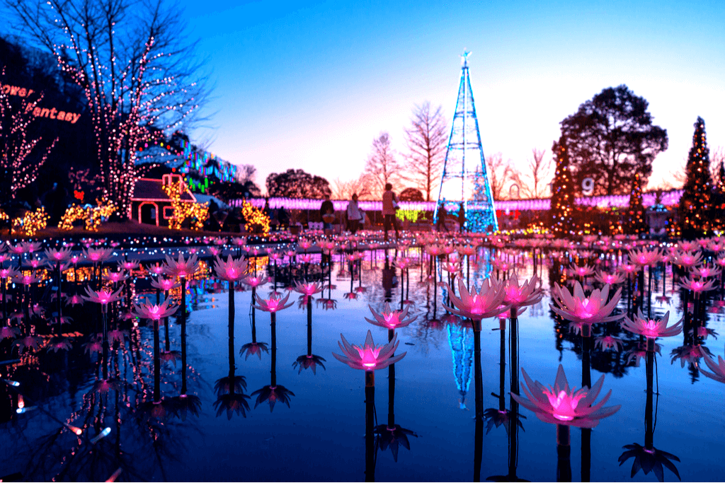 A picture of a water lantern festival at Ashikaga Flower Park. The lanterns are purple and shaped like flowers.