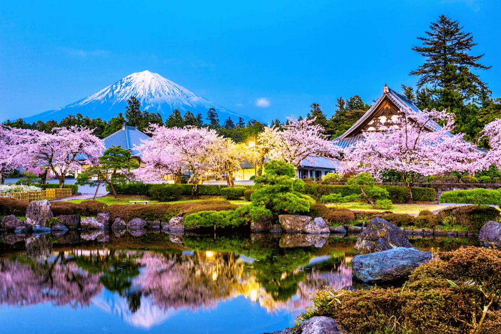 A picture of cherry blossoms during peak season.