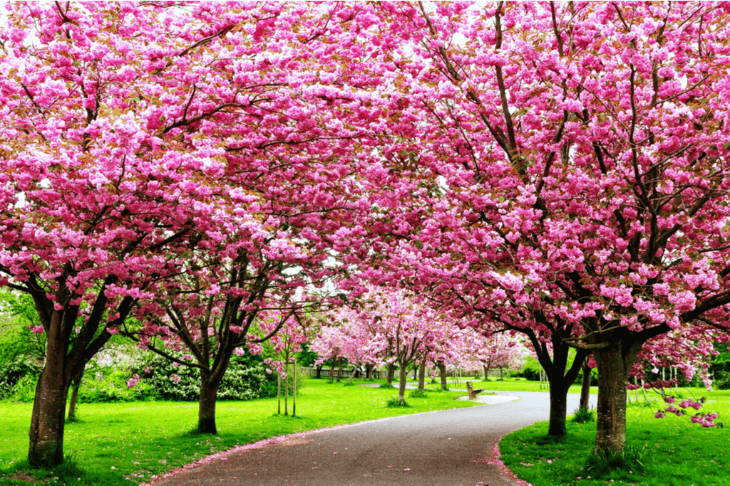 A picture of cherry blossom trees, which are pink. The grass is amazingly green, during peak season.