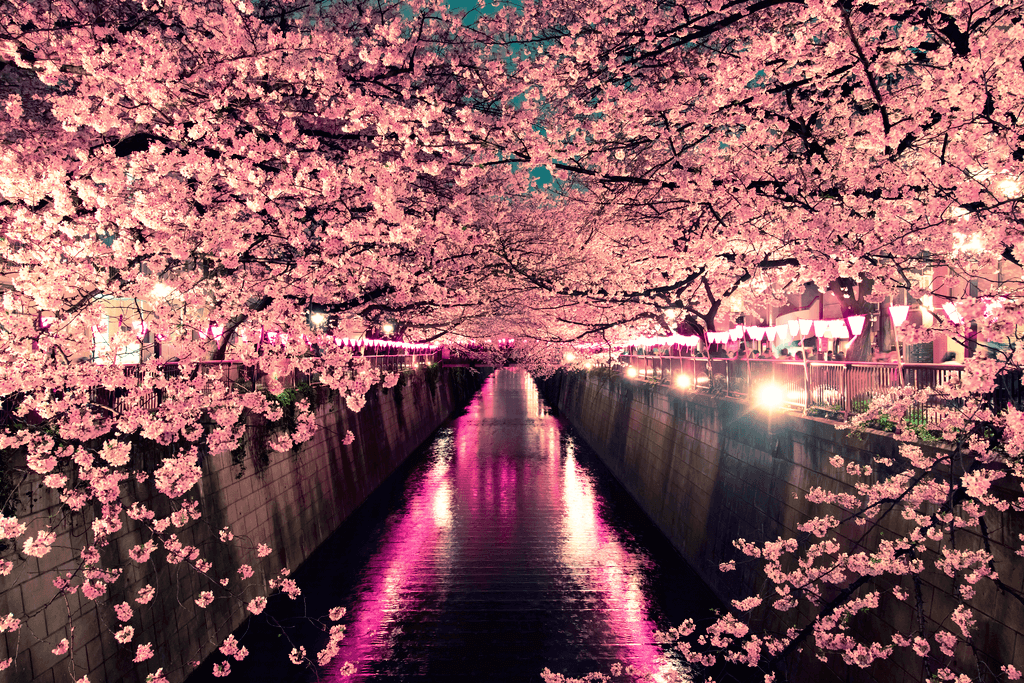 A night picture of the Meguro River during cherry blossom season.