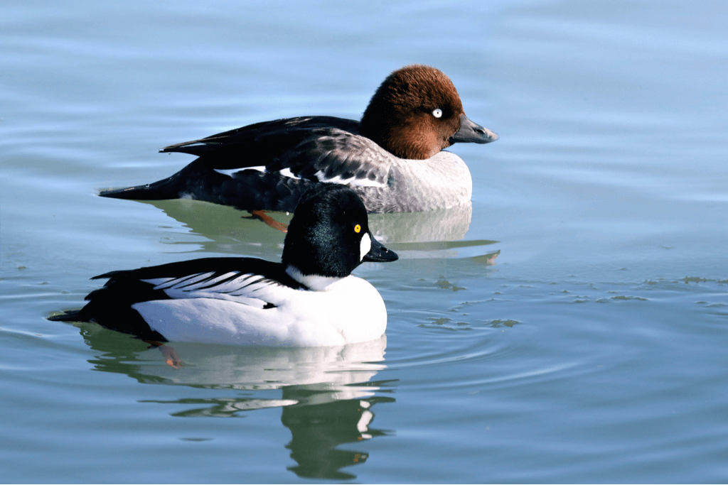 A male and female common goldeneye wading in the water, somewhere in Niigata, Japan.
